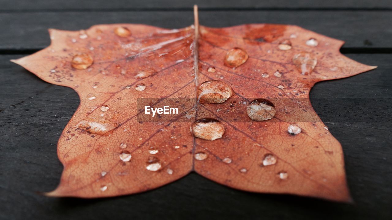 Close-up of raindrops on maple leaf