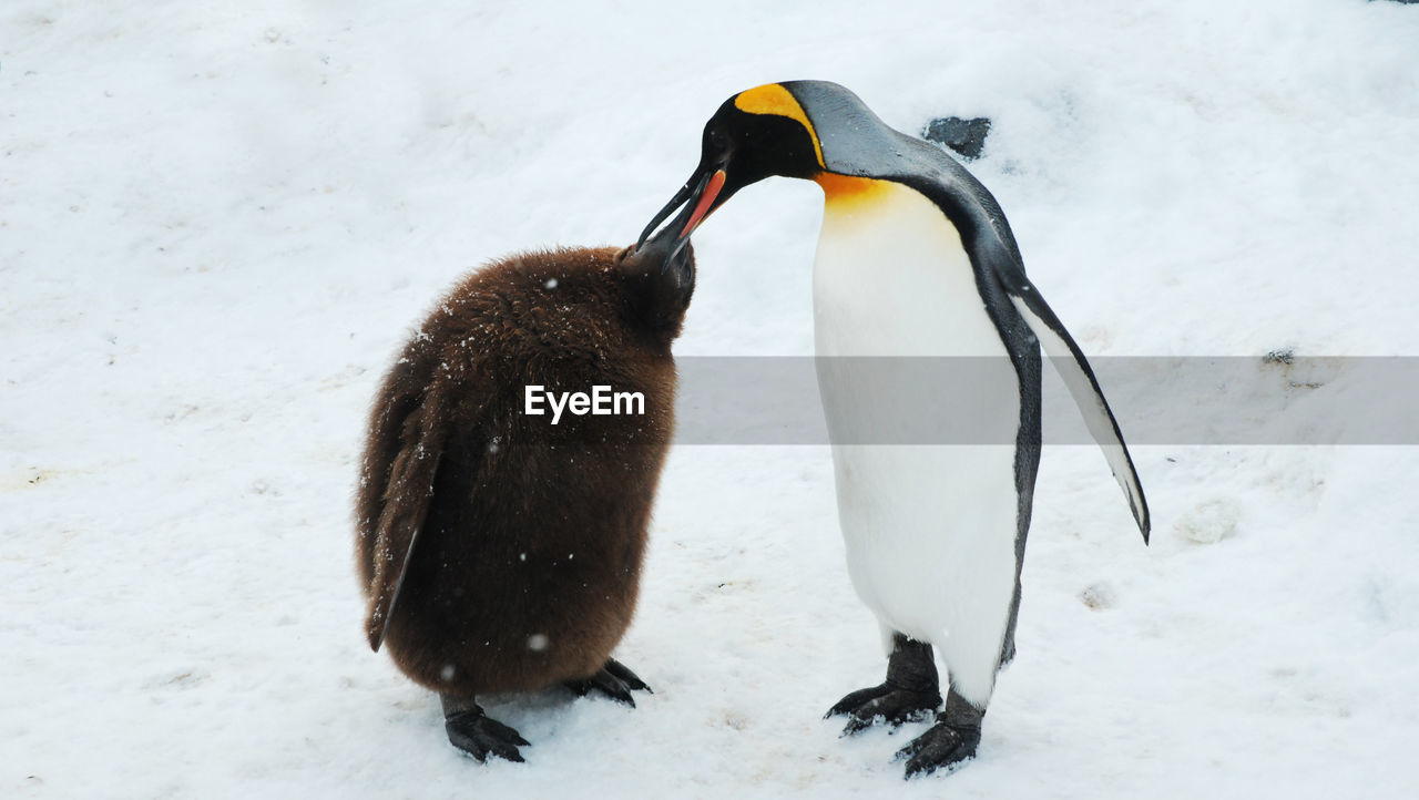 Penguin with young bird on snow covered field