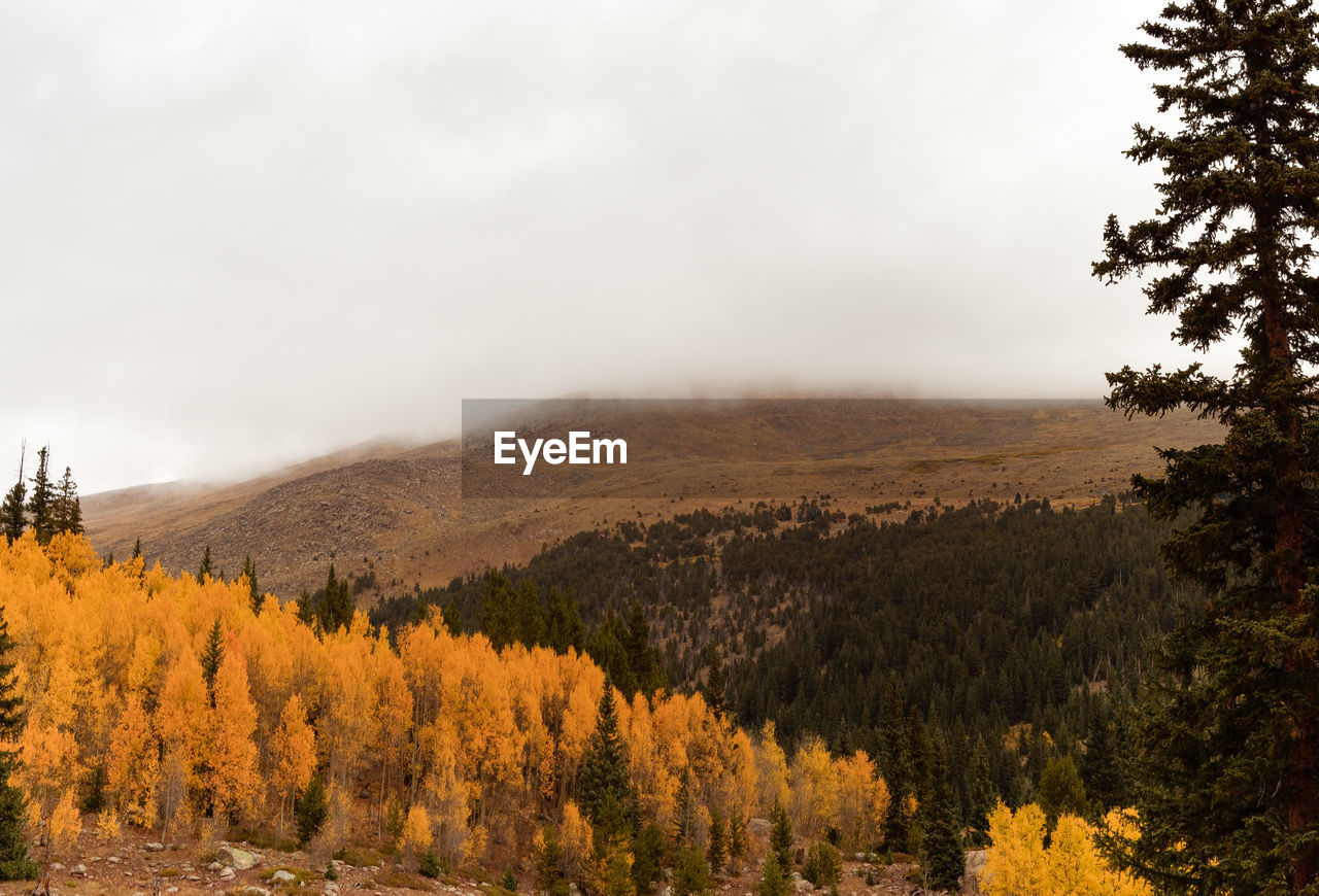 View of trees in the forest