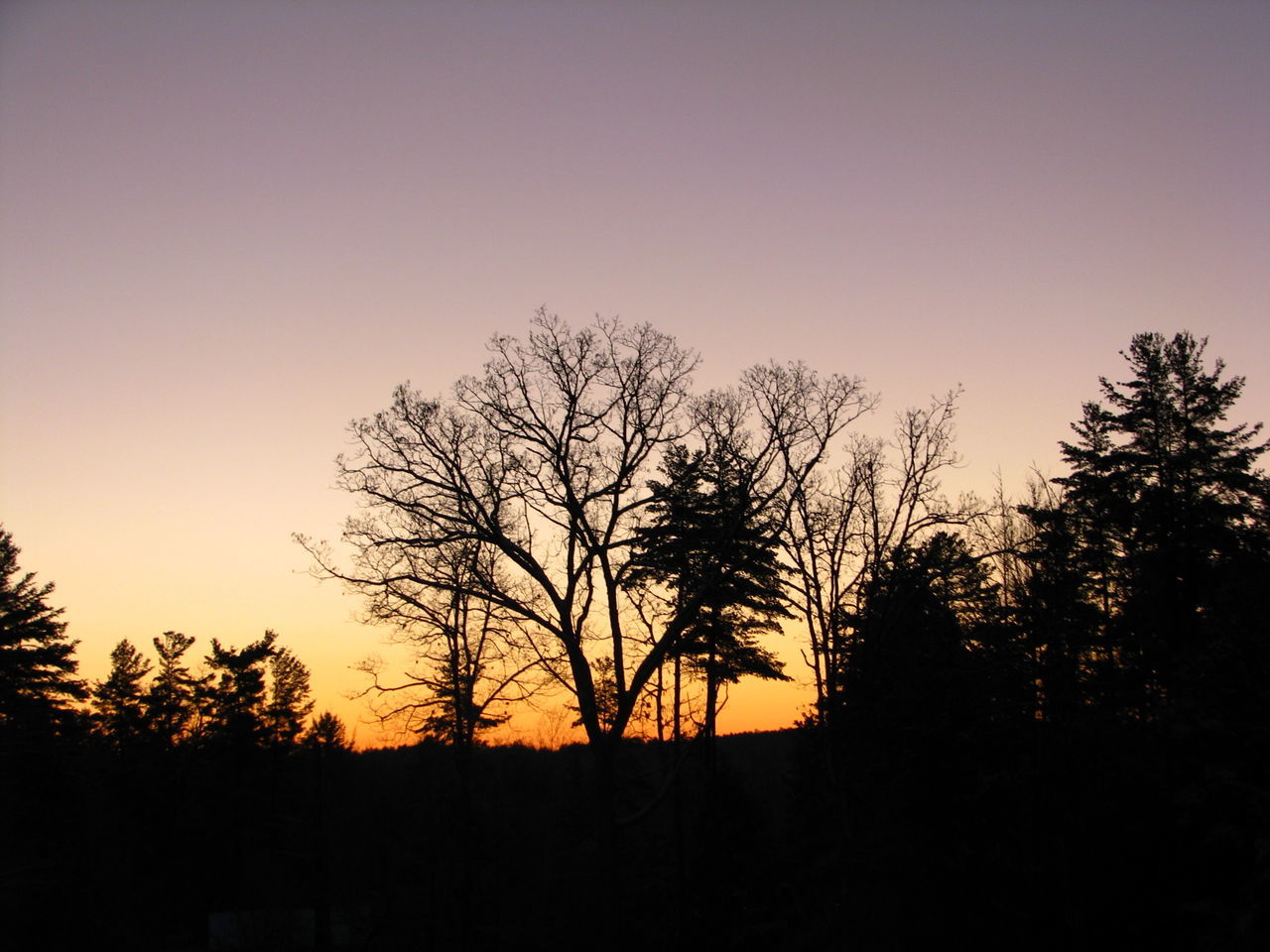 SILHOUETTE TREES AGAINST ORANGE SKY