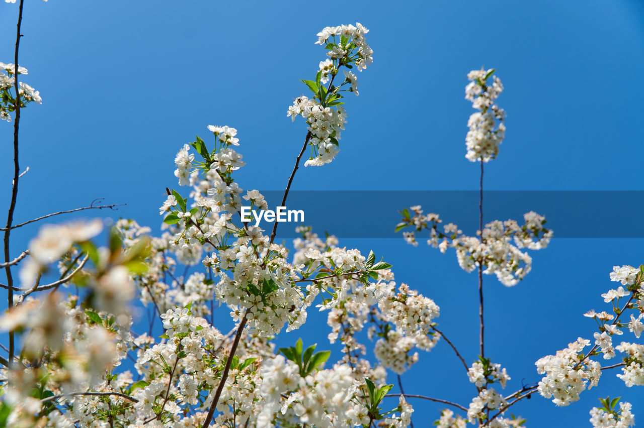 LOW ANGLE VIEW OF WHITE FLOWERS AGAINST BLUE SKY