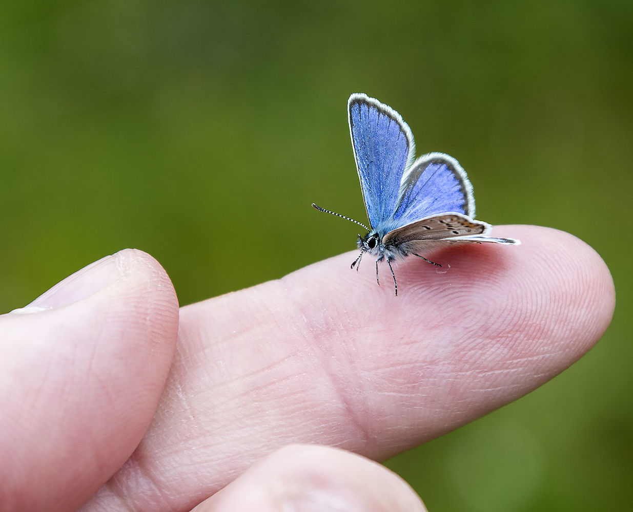 CLOSE-UP OF BUTTERFLY PERCHING ON HAND HOLDING LEAF
