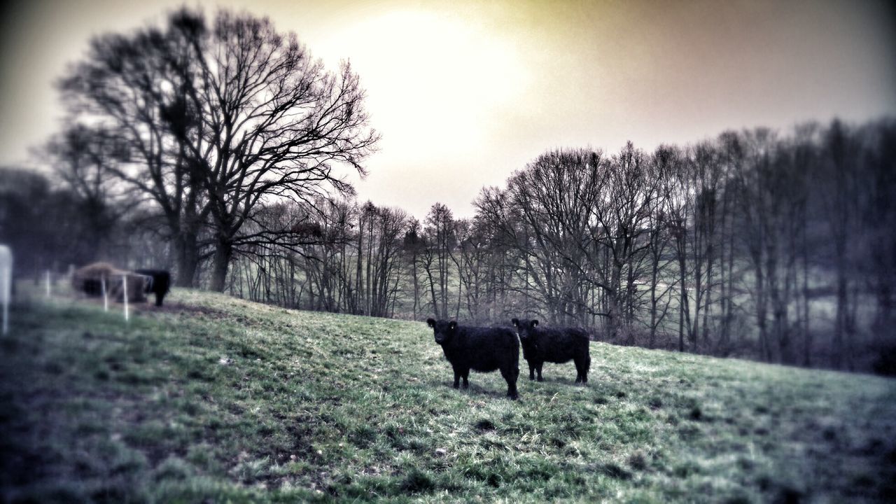 HORSES GRAZING ON FIELD