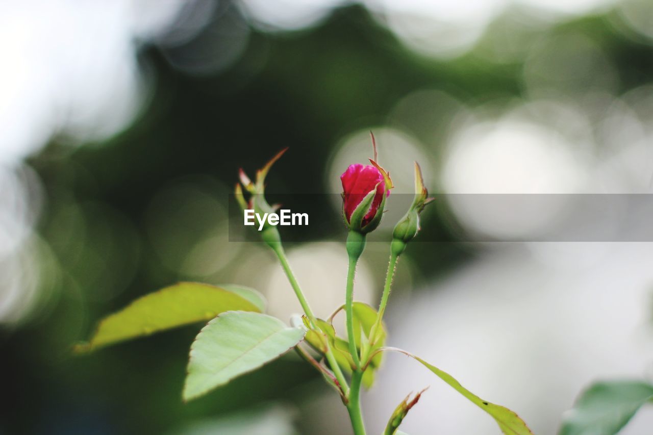 Close-up of pink flower buds