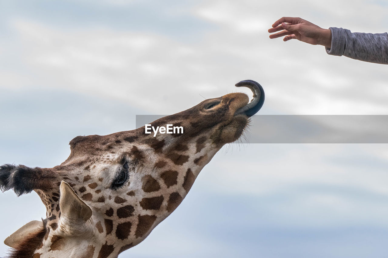 Giraffe sticks out tongue for human hand to put food on