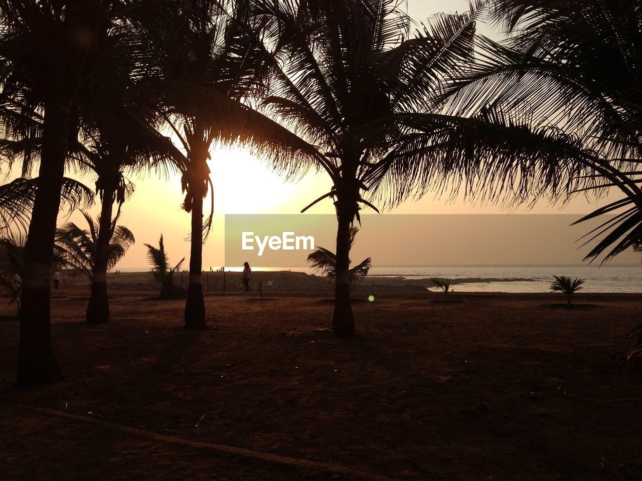 SILHOUETTE TREES ON BEACH AGAINST SKY