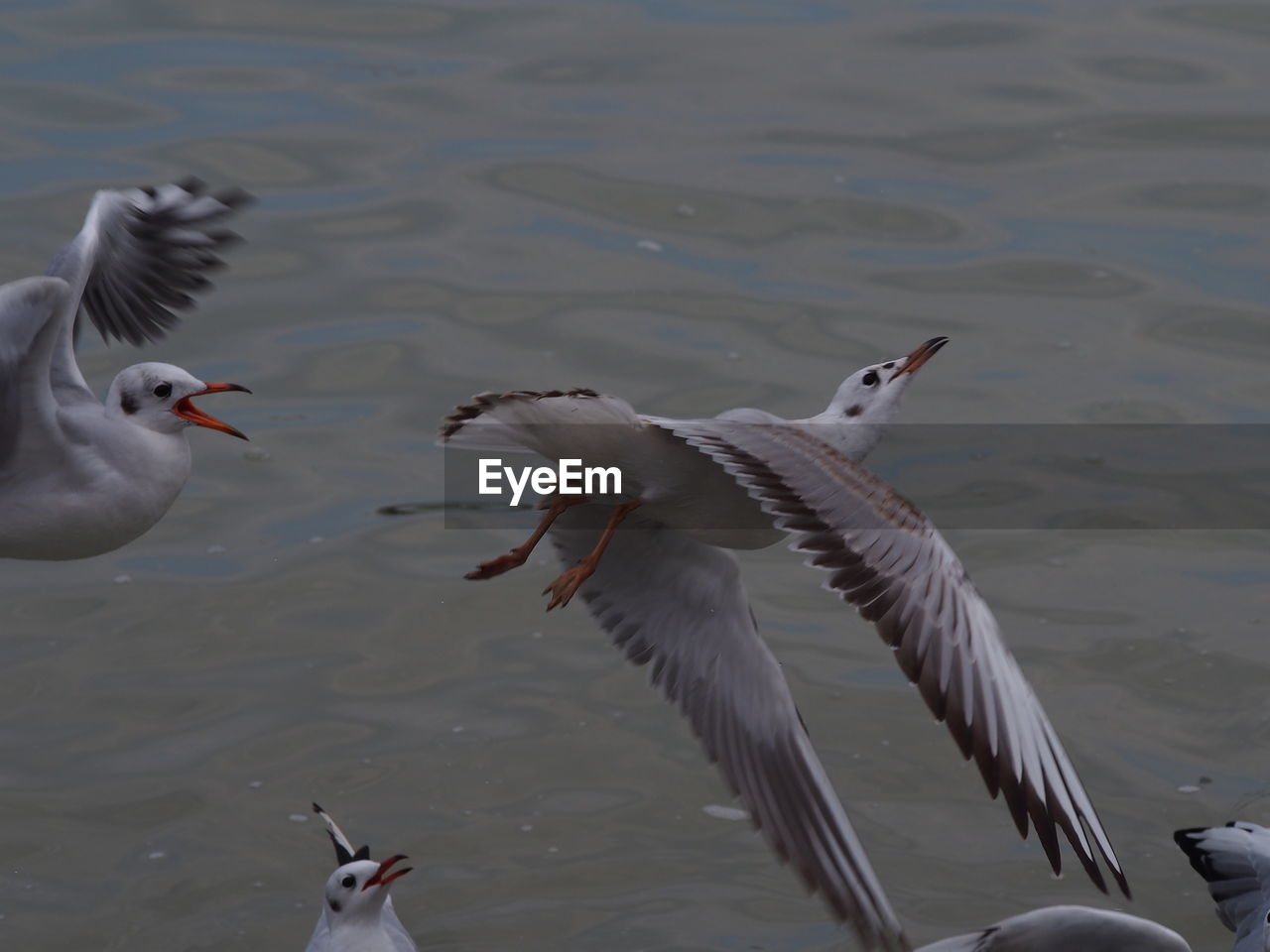 SEAGULLS FLYING OVER SEA