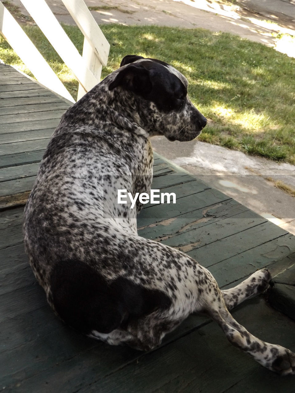 High angle view of dog relaxing on porch