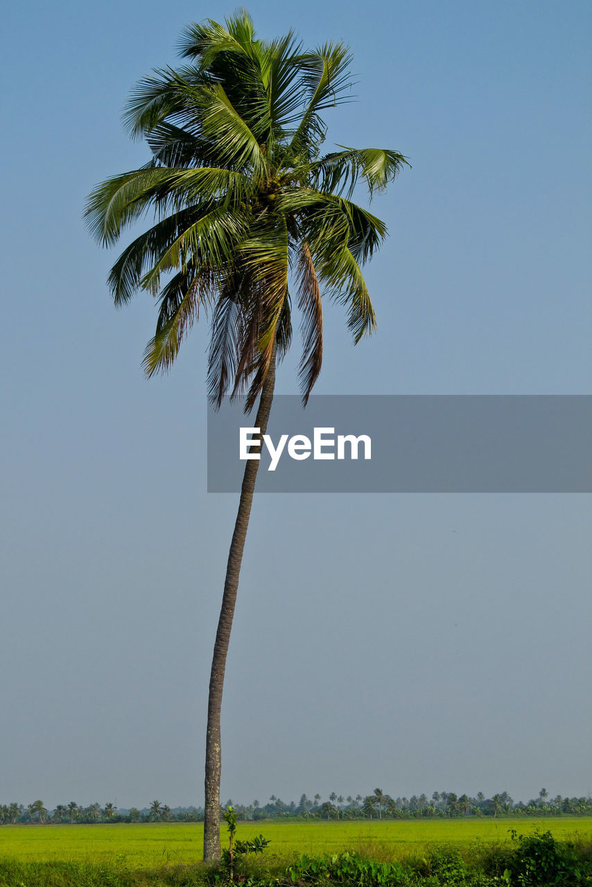 PALM TREE ON FIELD AGAINST SKY