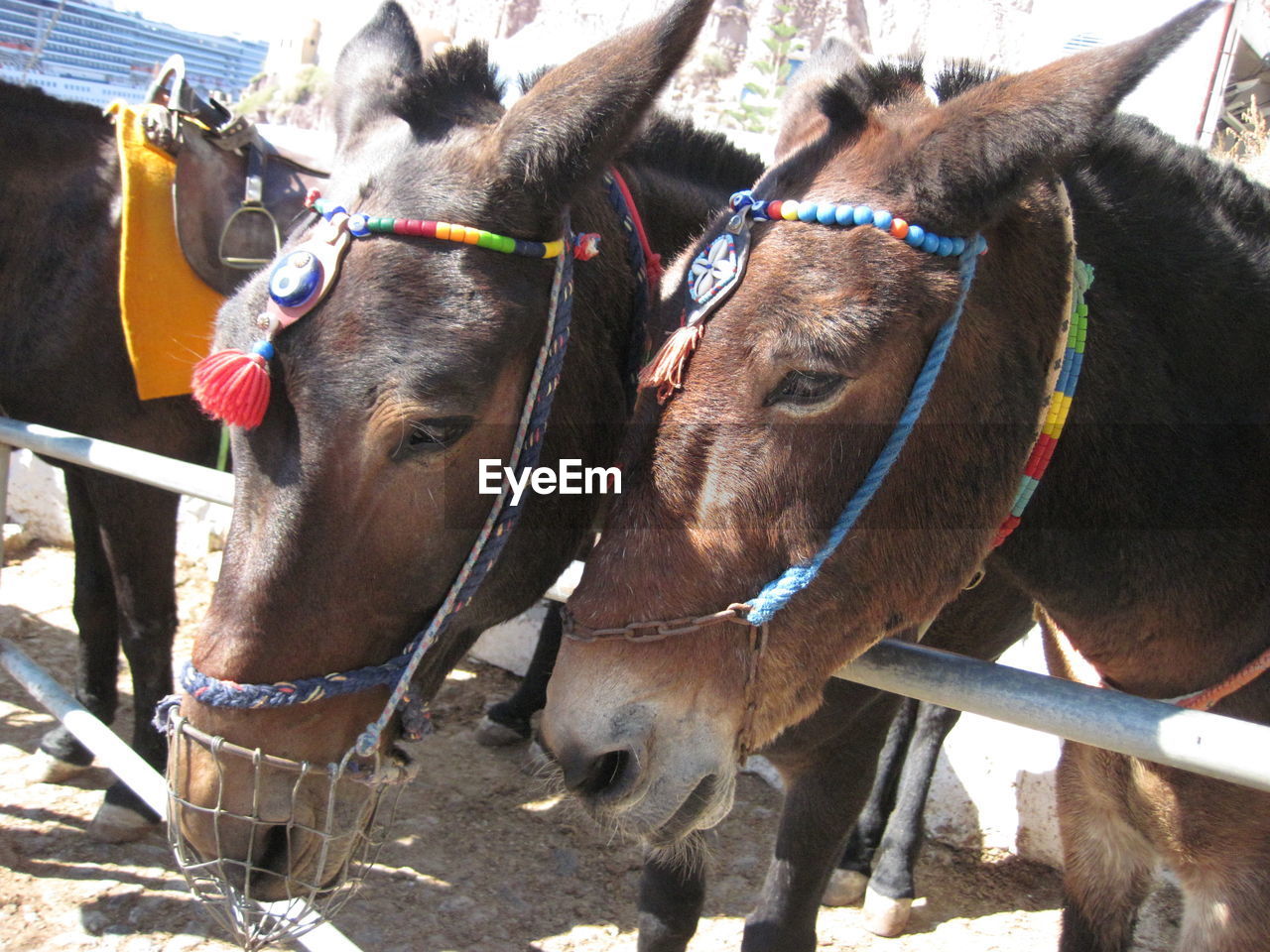 Close-up of horses at farm
