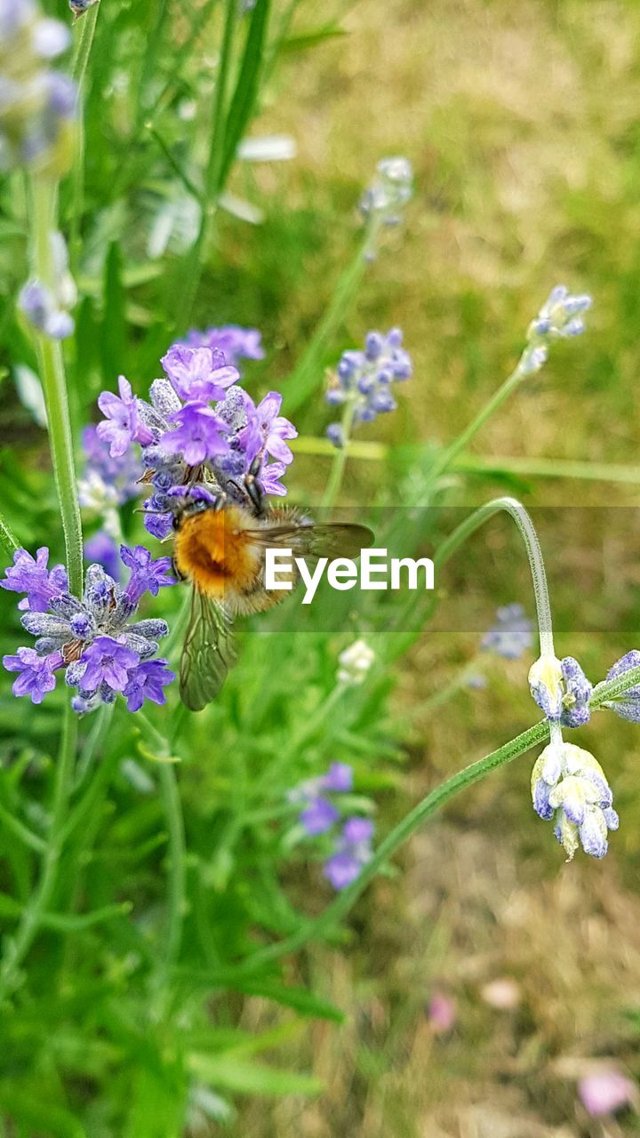 CLOSE-UP OF BEE POLLINATING ON PURPLE FLOWERS