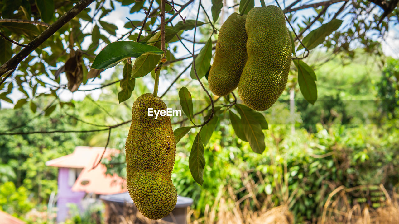 LOW ANGLE VIEW OF FRUITS GROWING ON TREE