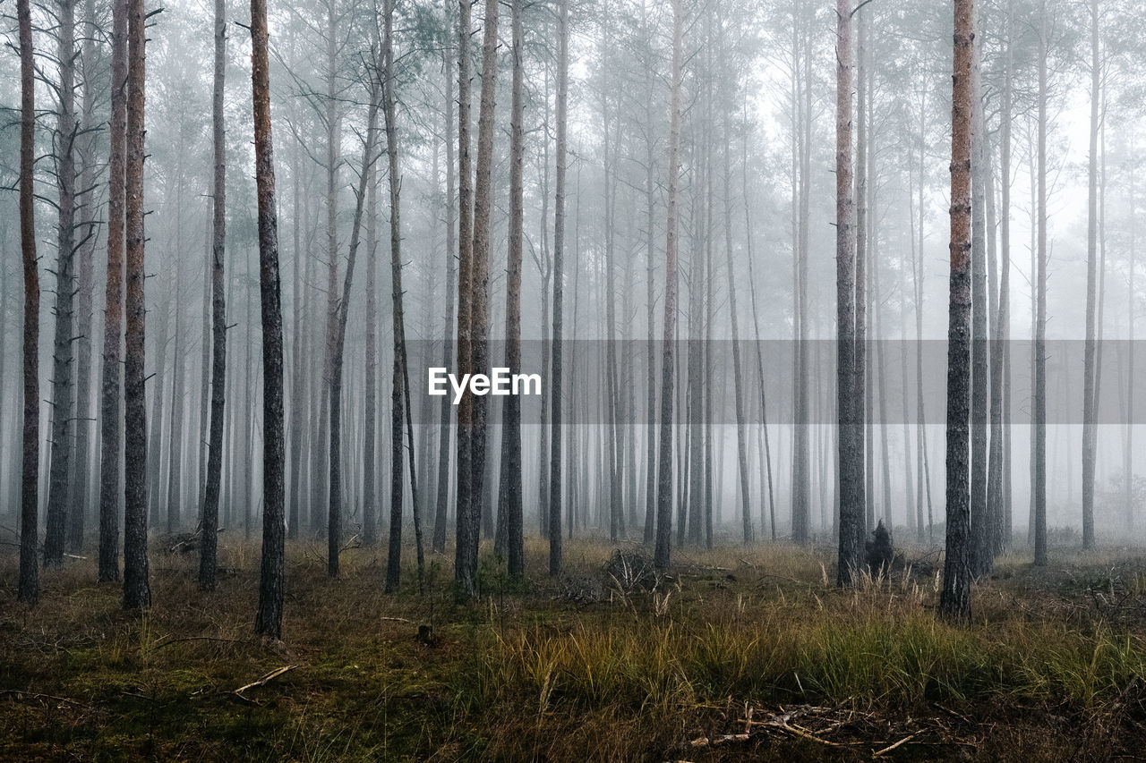 Pine trees in forest