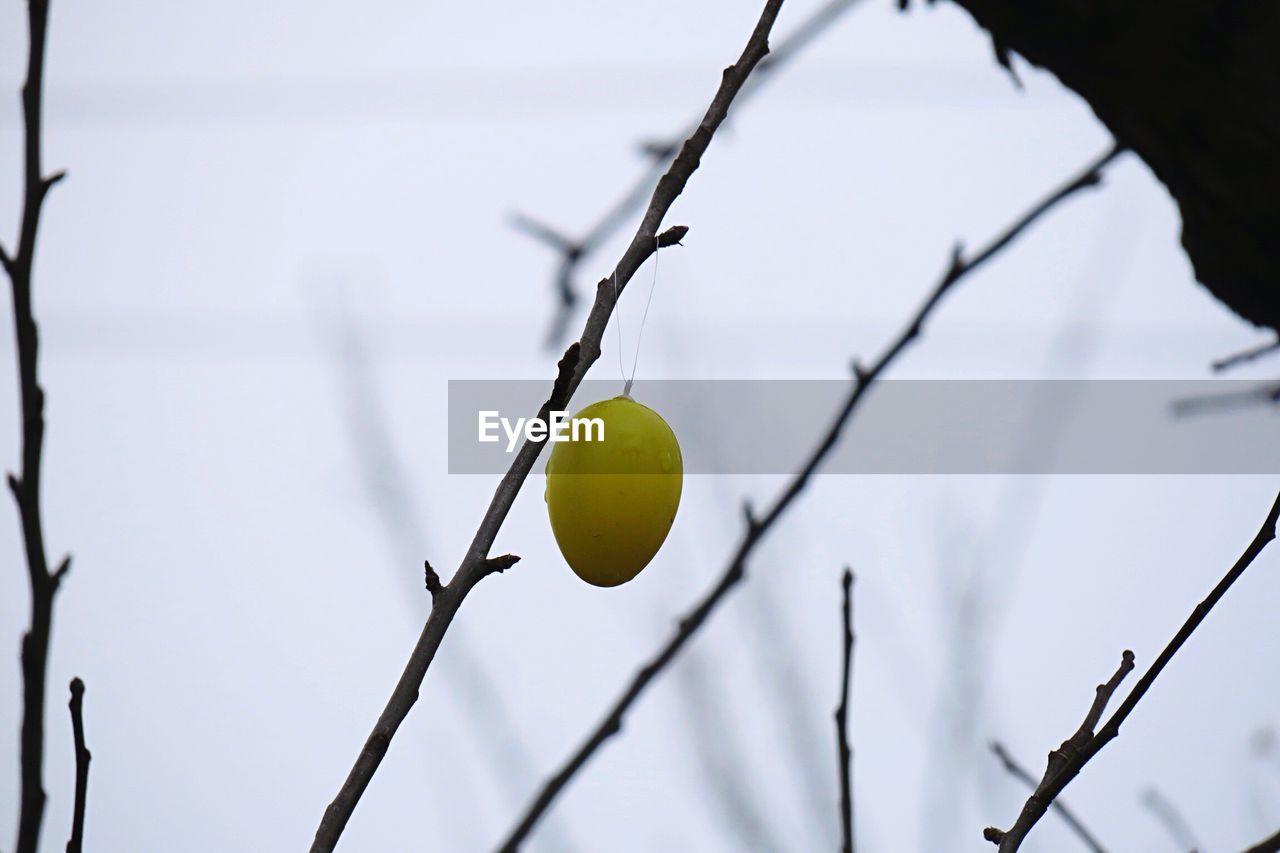 Close-up of easter egg hanging from branch