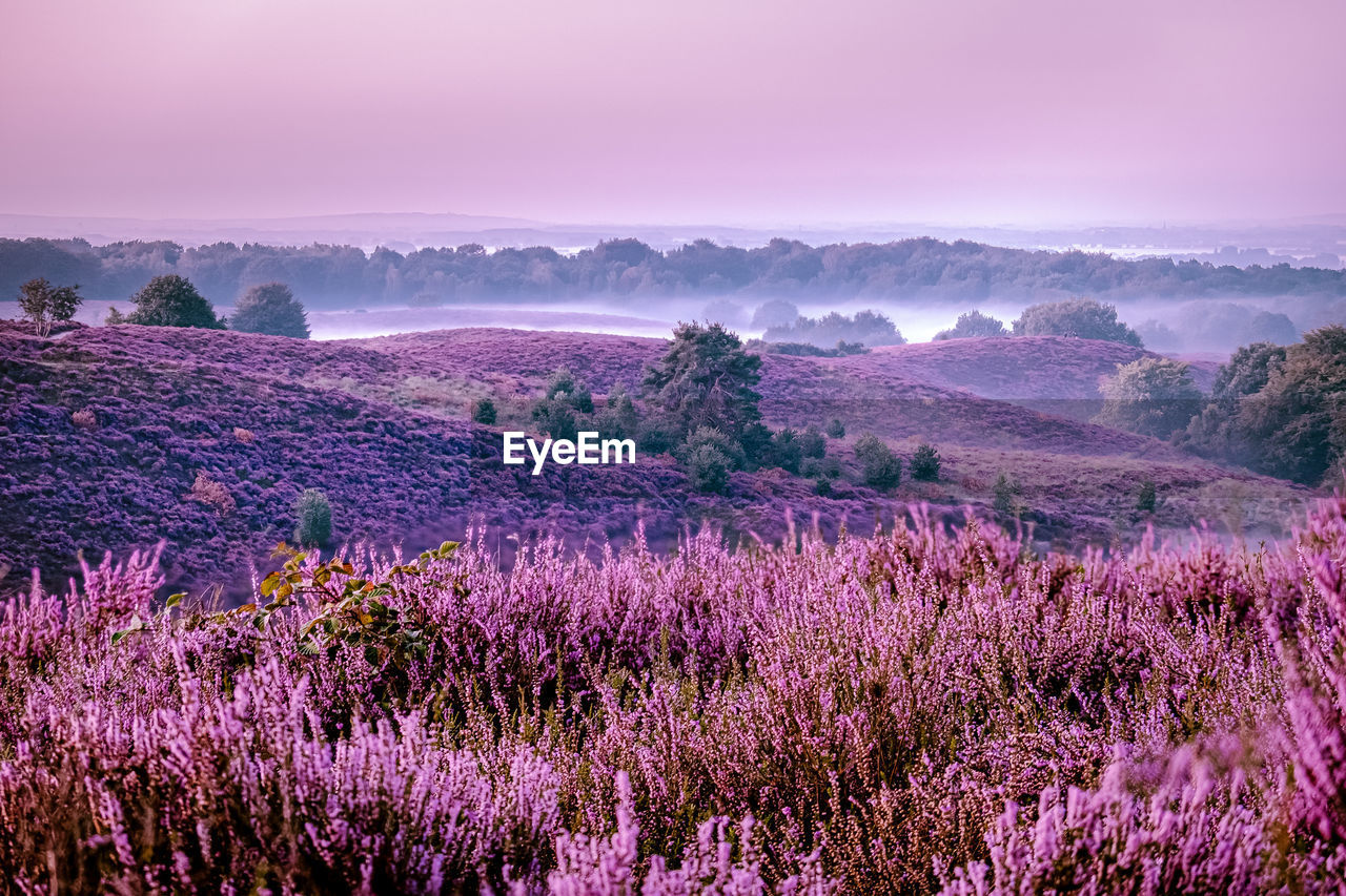 Purple flowering plants on field against sky, blooming heather heid fields in the netherlands 