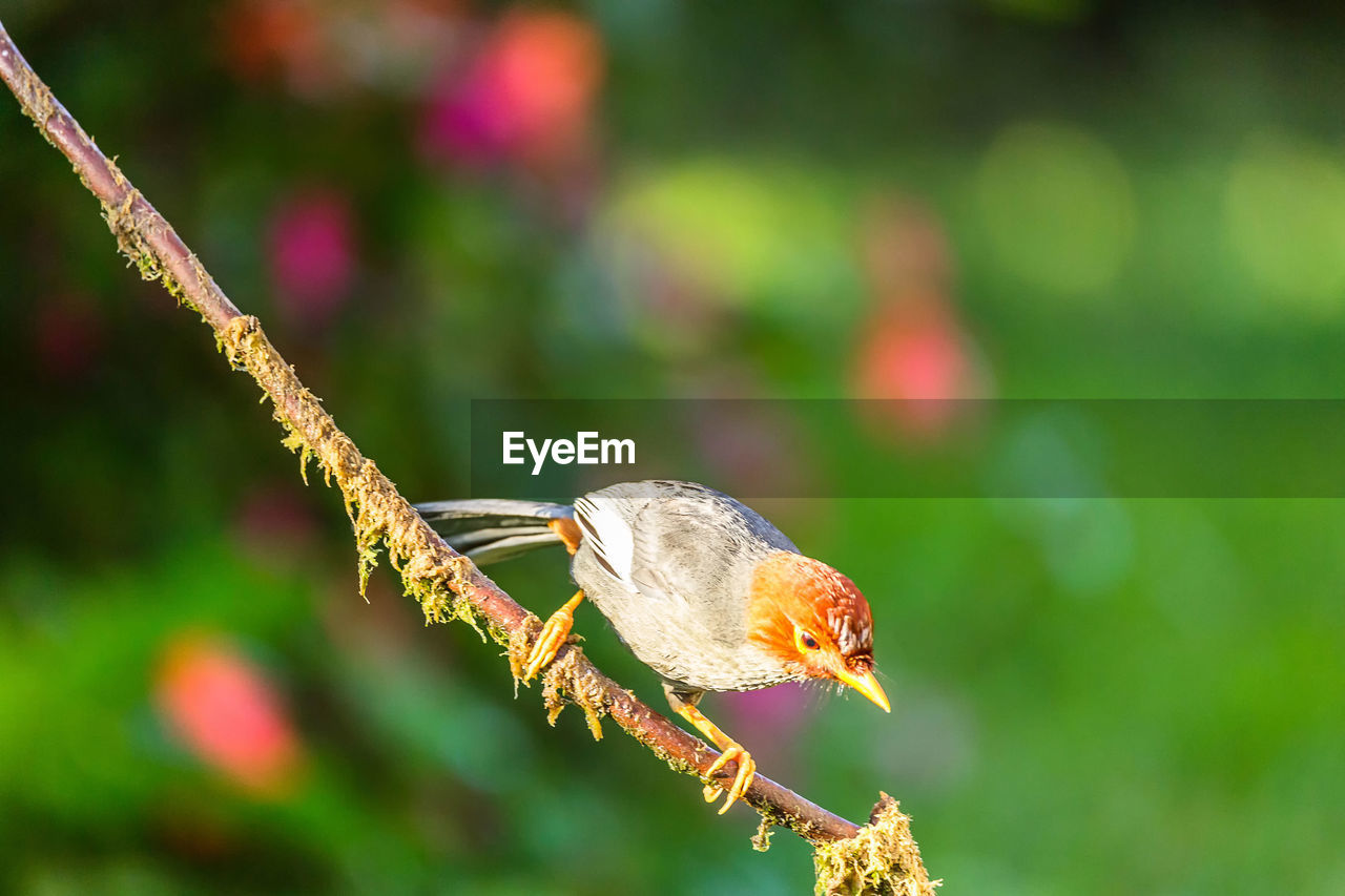 CLOSE-UP OF INSECT PERCHING ON PLANT