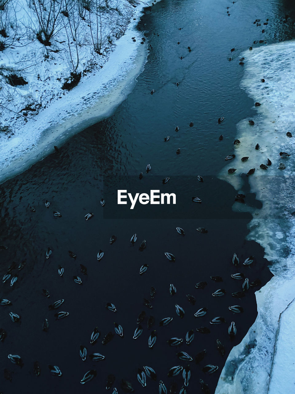 High angle view of birds in sea during winter