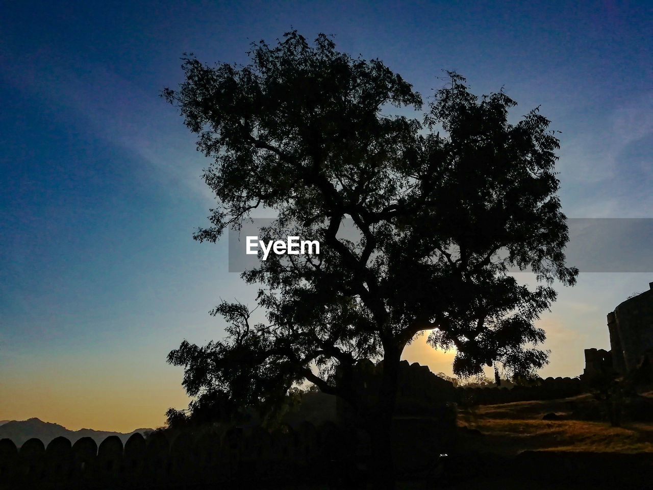 LOW ANGLE VIEW OF SILHOUETTE TREES ON FIELD AGAINST SKY