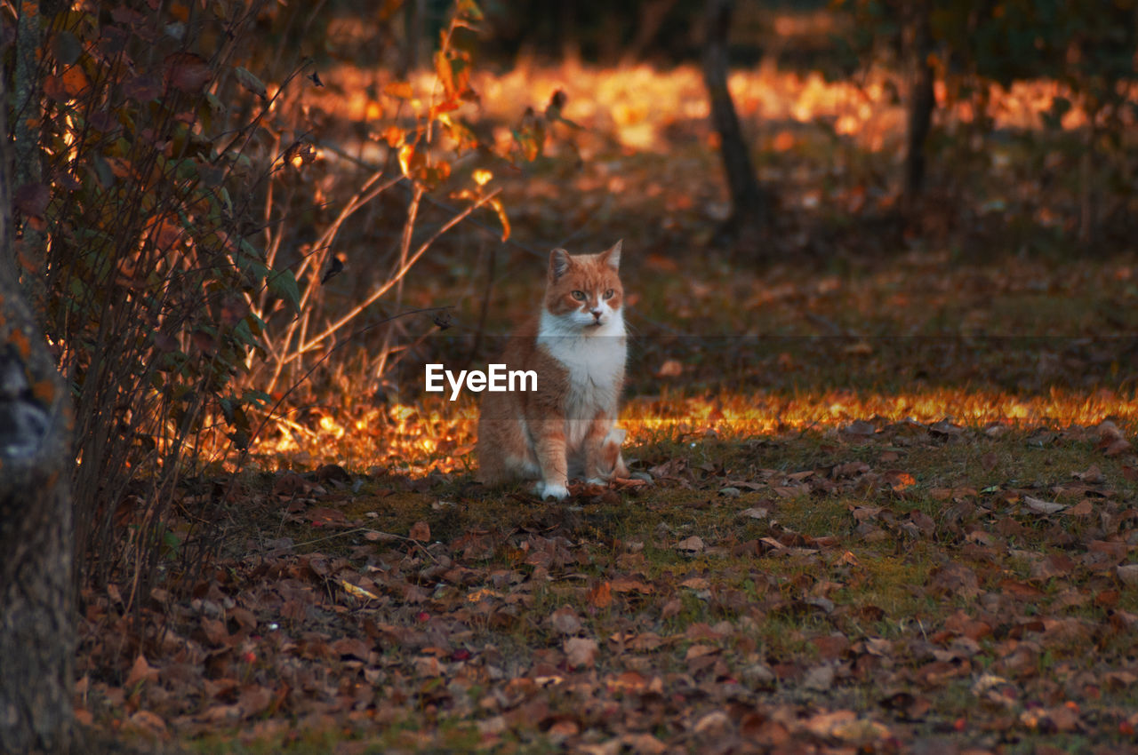 A ginger cat in an orange autumnal scenery, surrounded by fallen leaves.