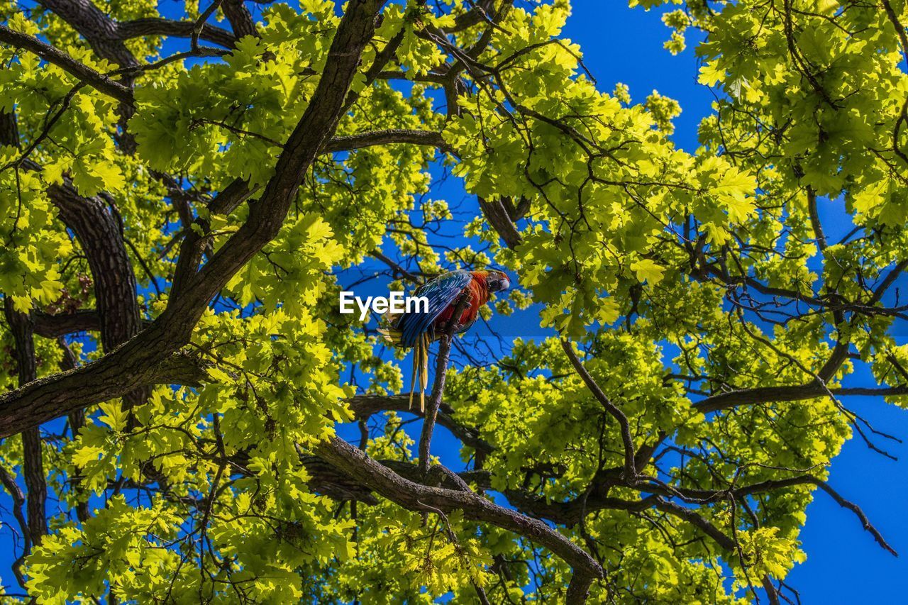 LOW ANGLE VIEW OF BIRD ON TREE