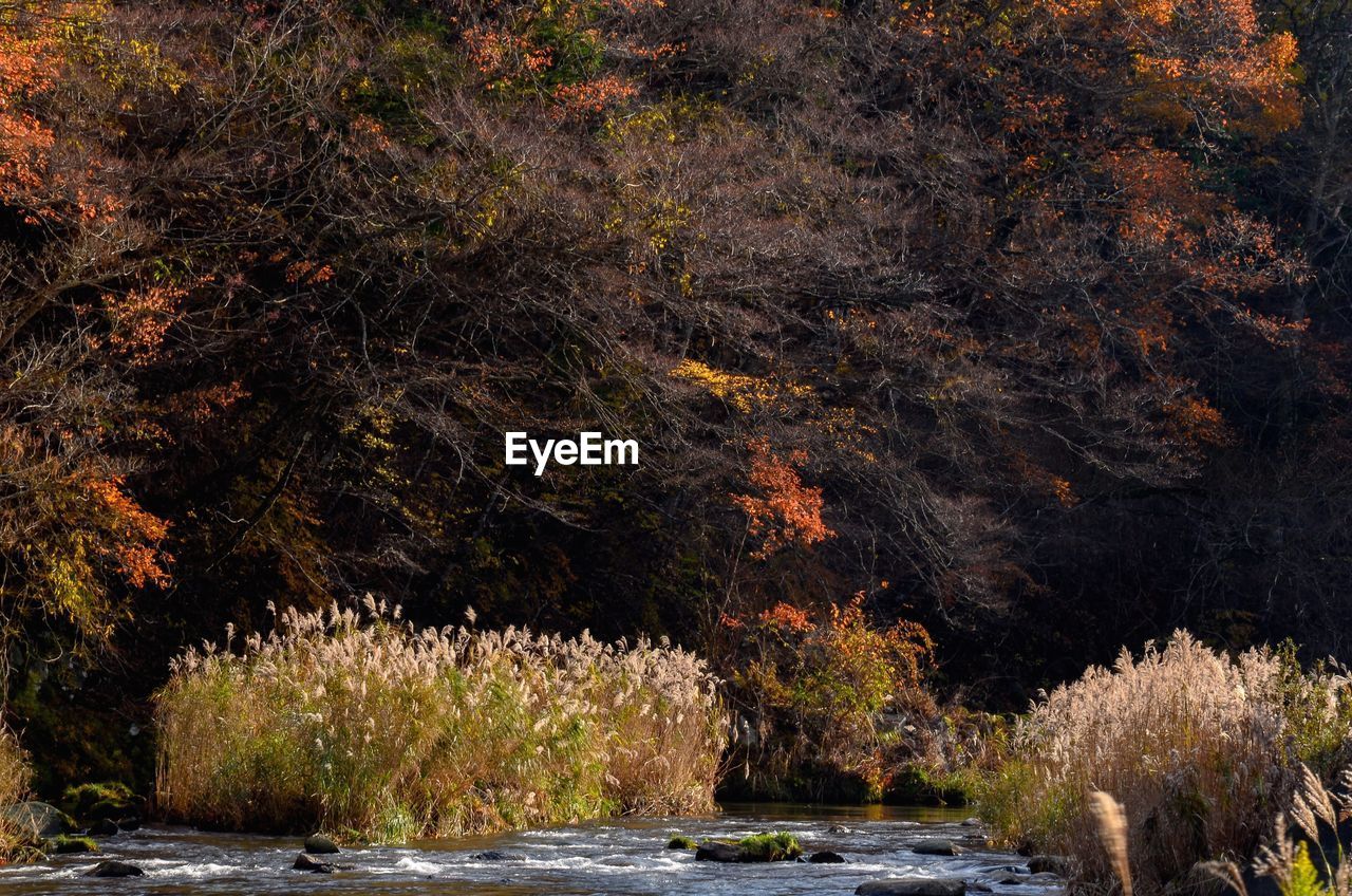 Scenic view of river in forest