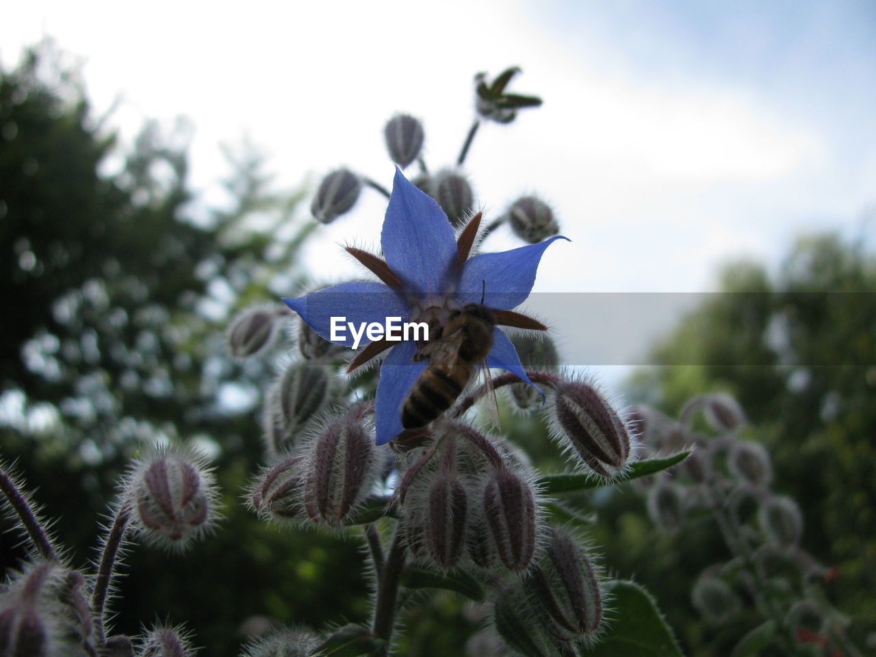 Close-up of flowering plant