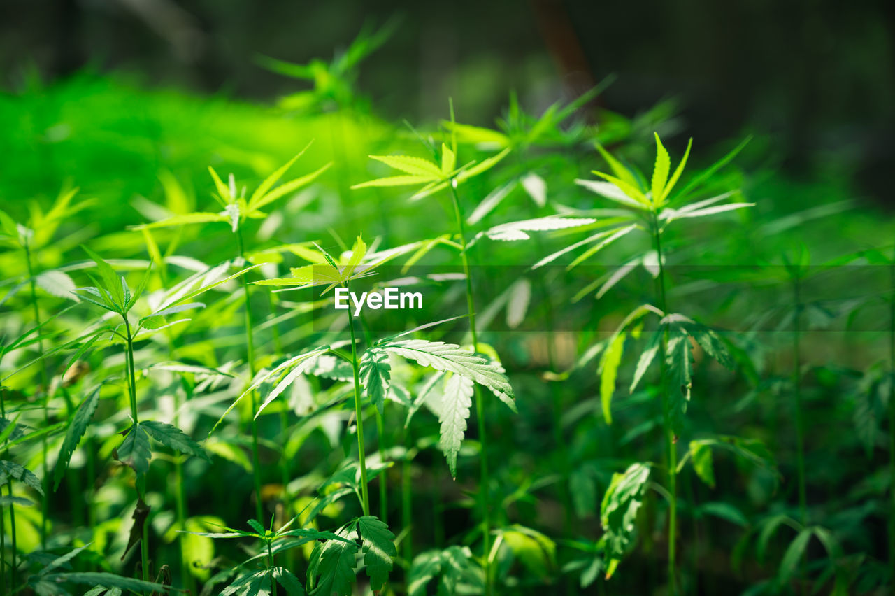 close-up of fresh green leaves