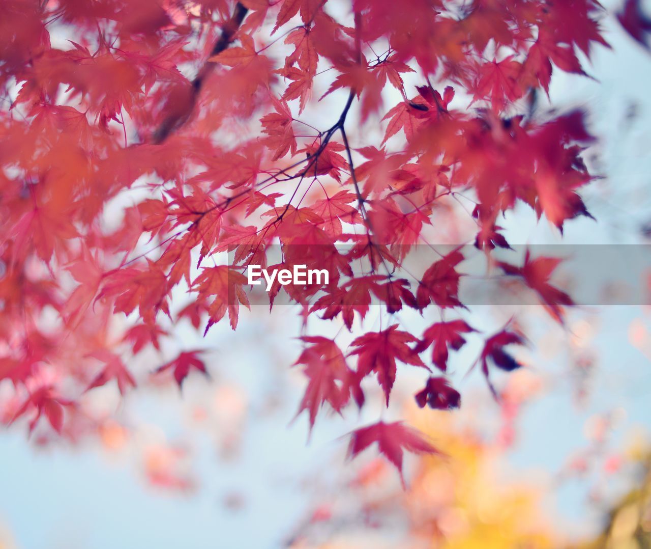 Close-up of maple tree during autumn