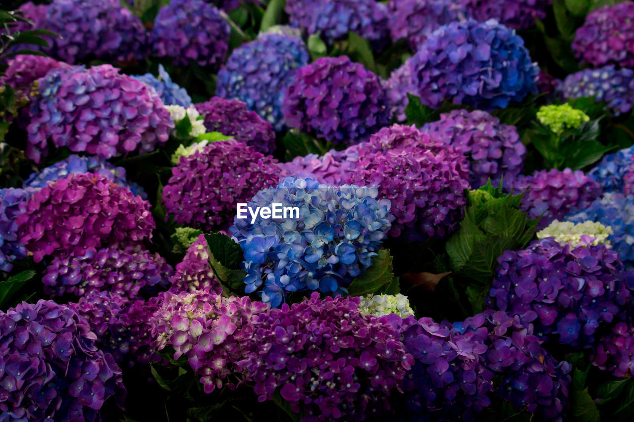 CLOSE-UP OF PURPLE HYDRANGEA FLOWERS