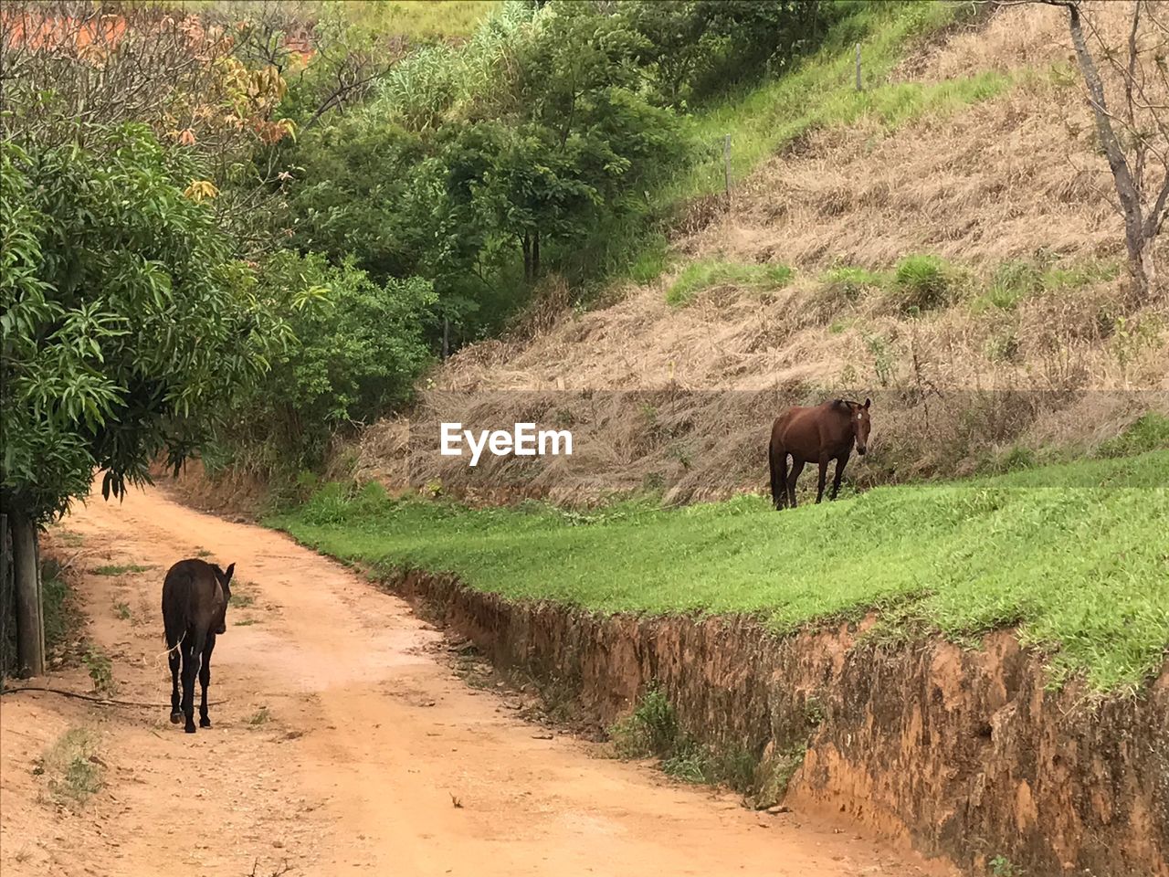 HORSES GRAZING ON LANDSCAPE