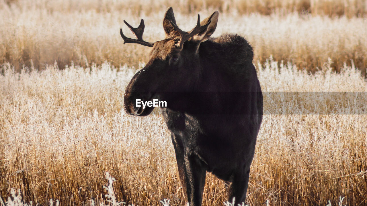 Moose standing in a field