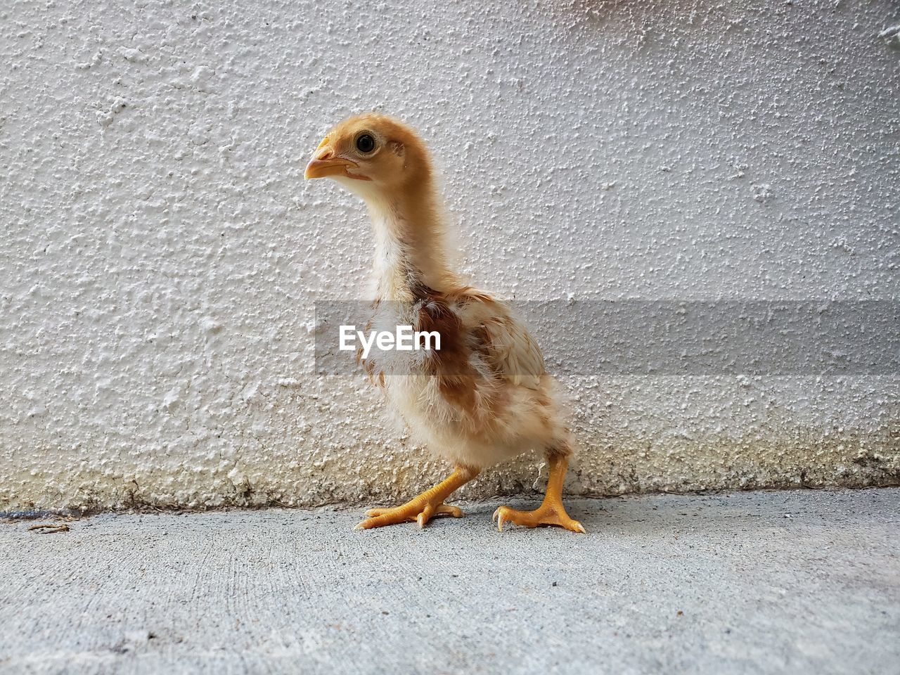 CLOSE-UP OF A BIRD