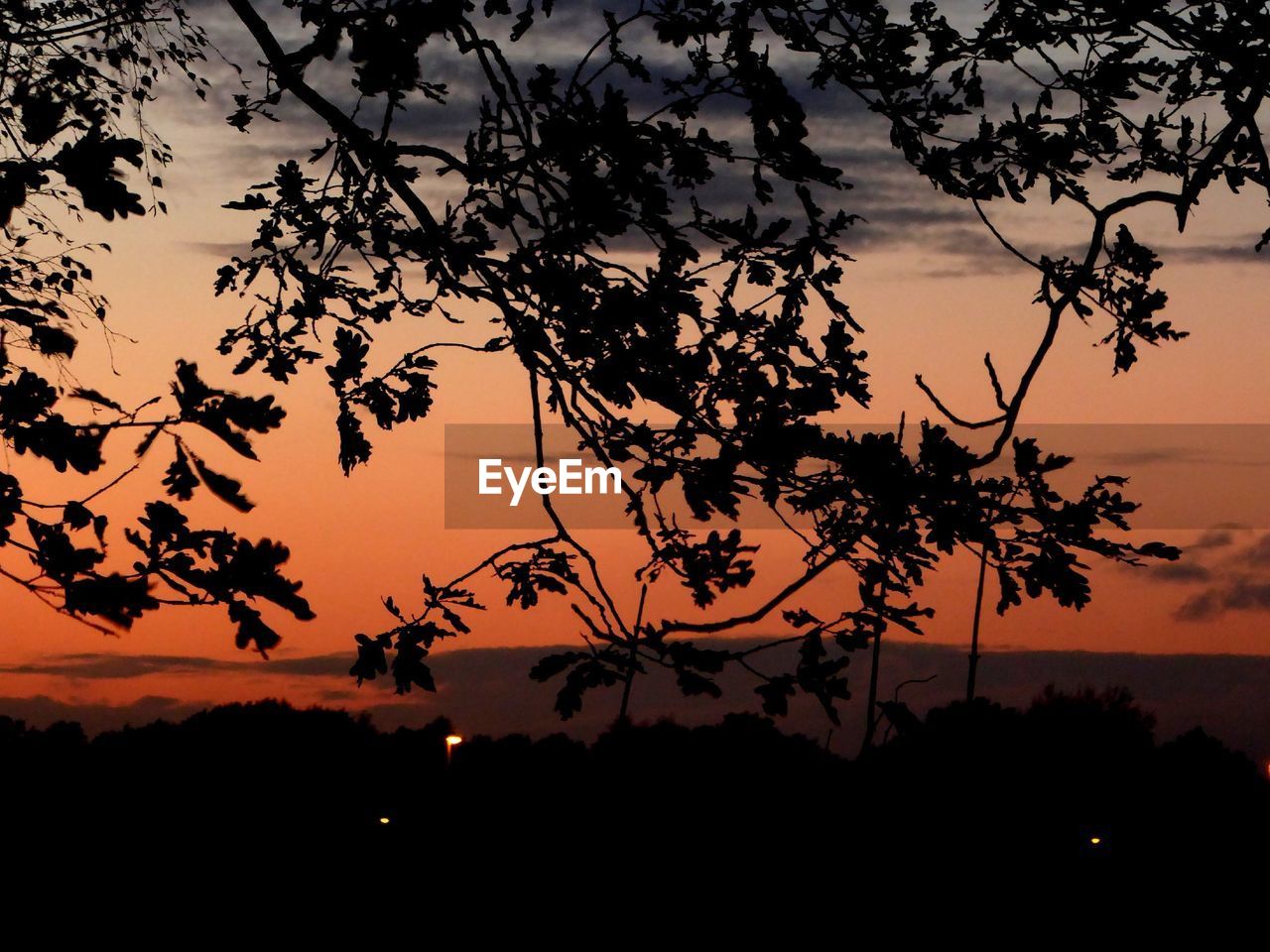 Silhouette trees on landscape against sky at sunset