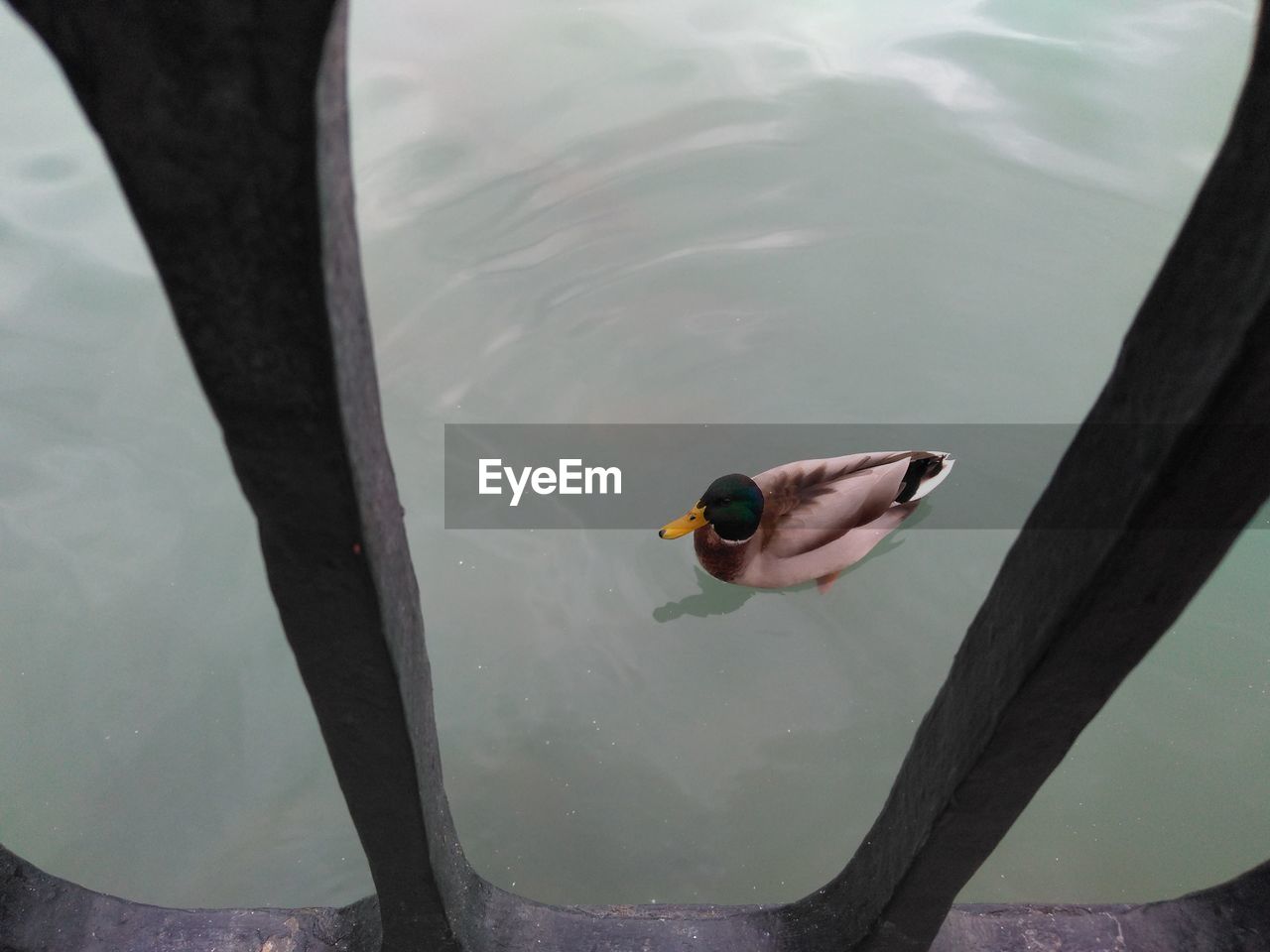 CLOSE-UP OF DUCKS SWIMMING IN LAKE