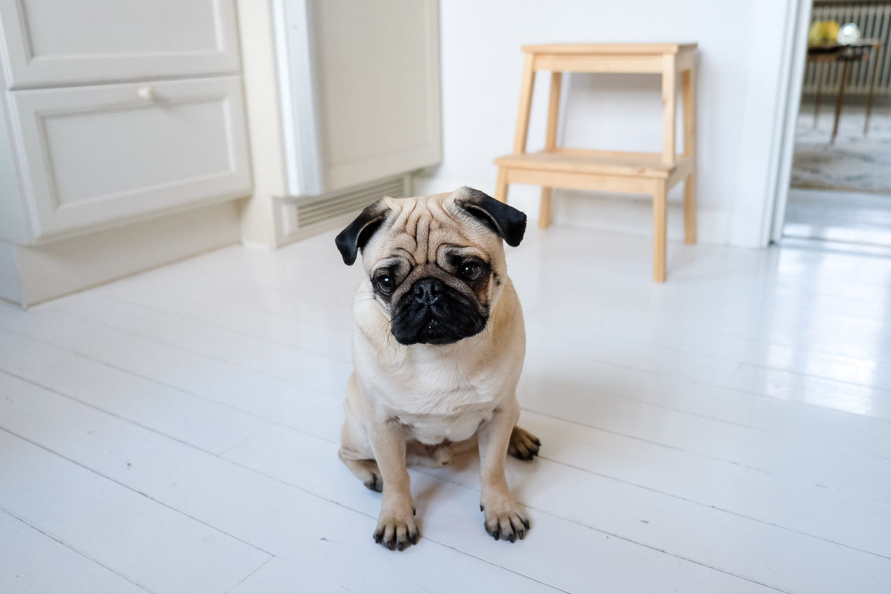 PORTRAIT OF A DOG WITH EYES CLOSED