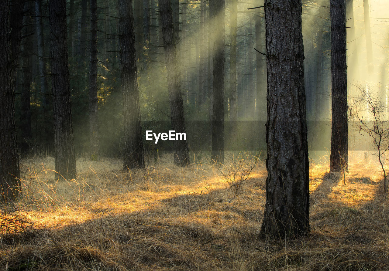 Sunlight streaming through trees on field in forest