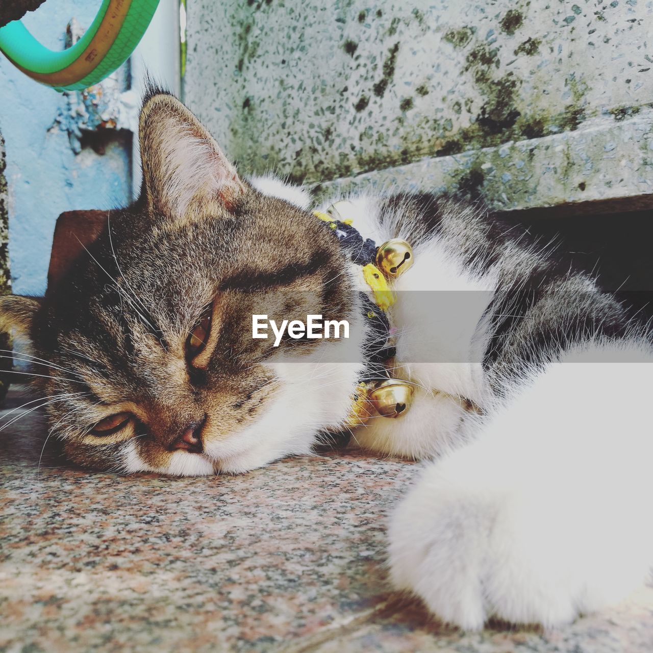 Close-up portrait of cat relaxing on floor