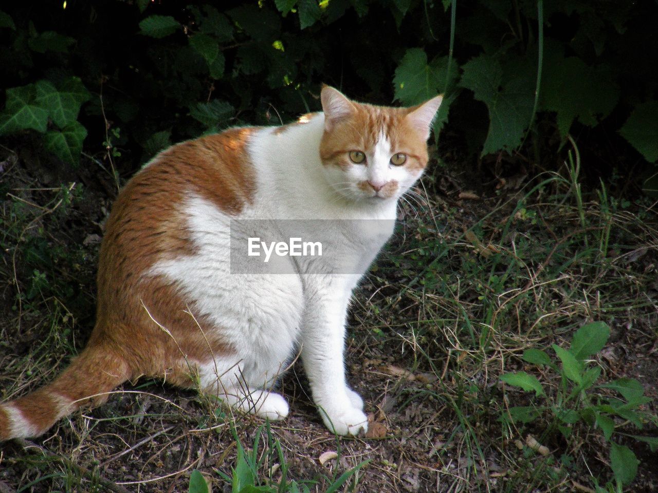 PORTRAIT OF A CAT ON A FIELD