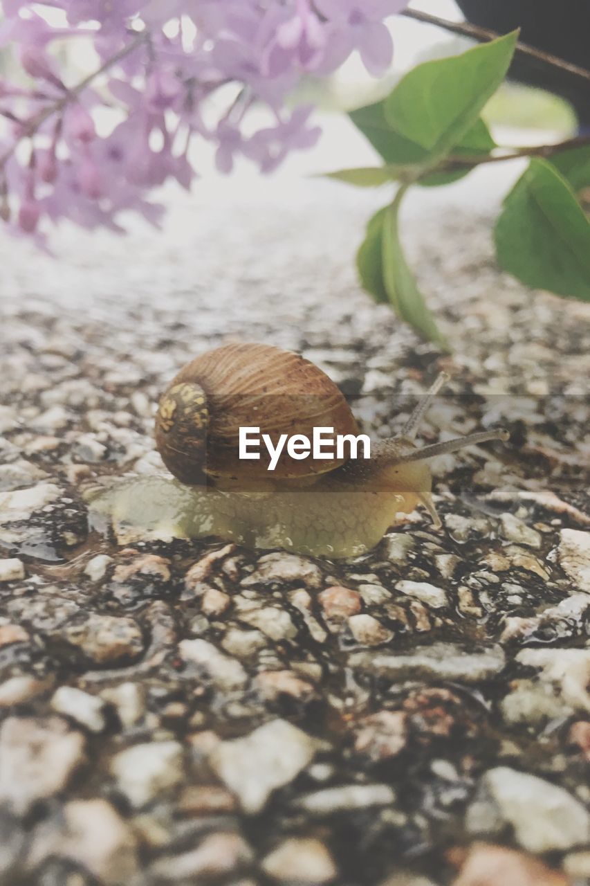 High angle view of snail on wet field