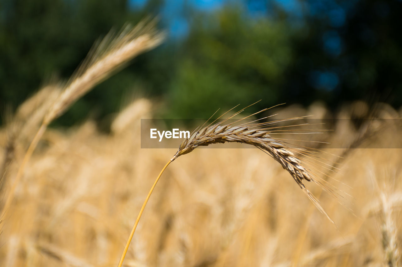 Wonderful field of yellow wheat ears ready to be harvested in summer, close up