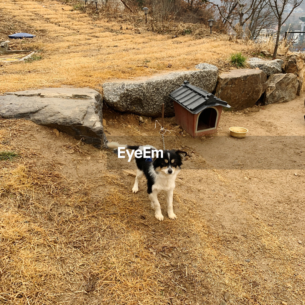 HIGH ANGLE VIEW OF DOG ON FIELD DURING RAINY SEASON