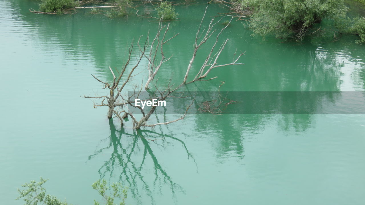 Reflection of trees in lake