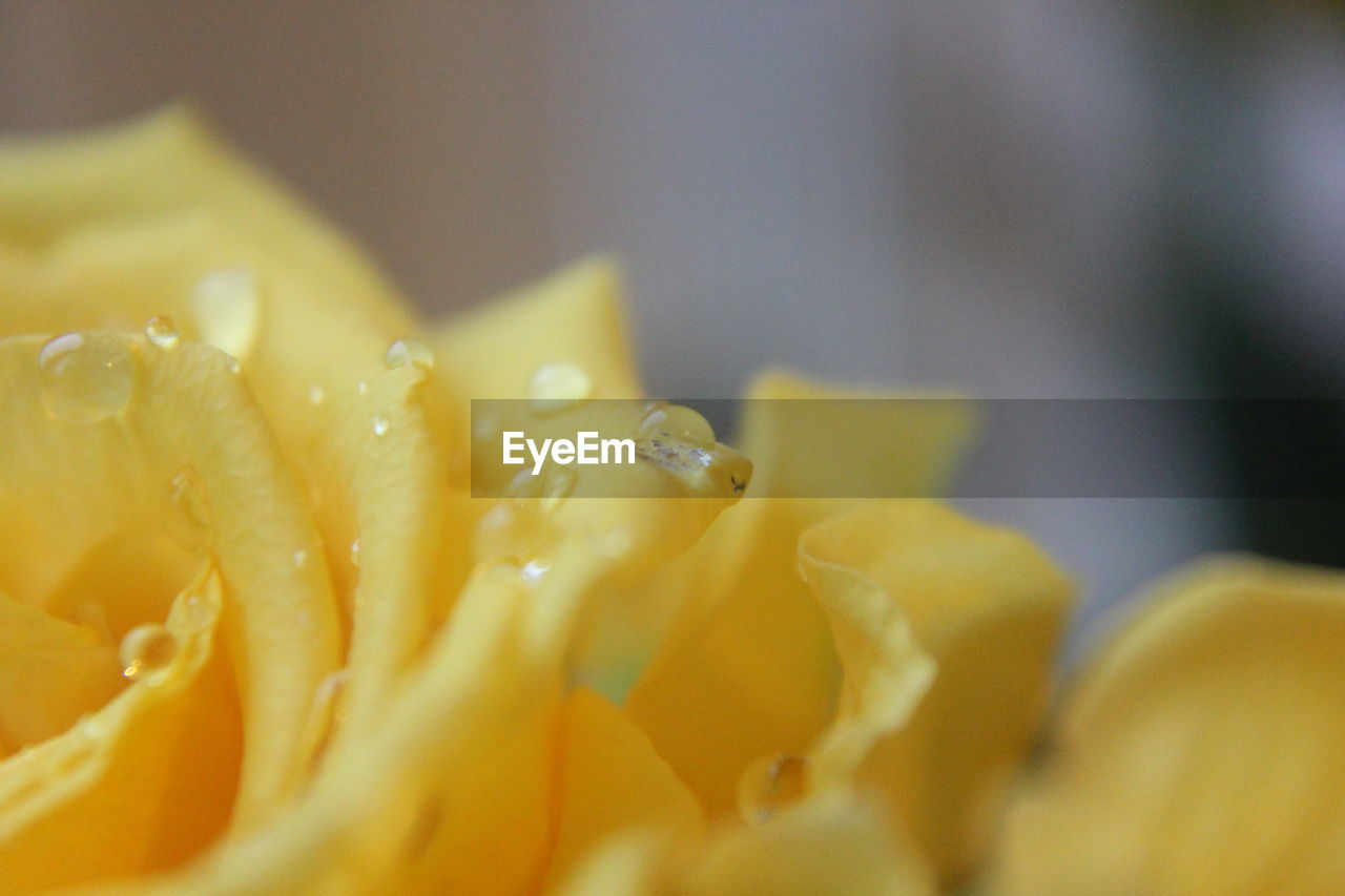 Close-up of yellow flower