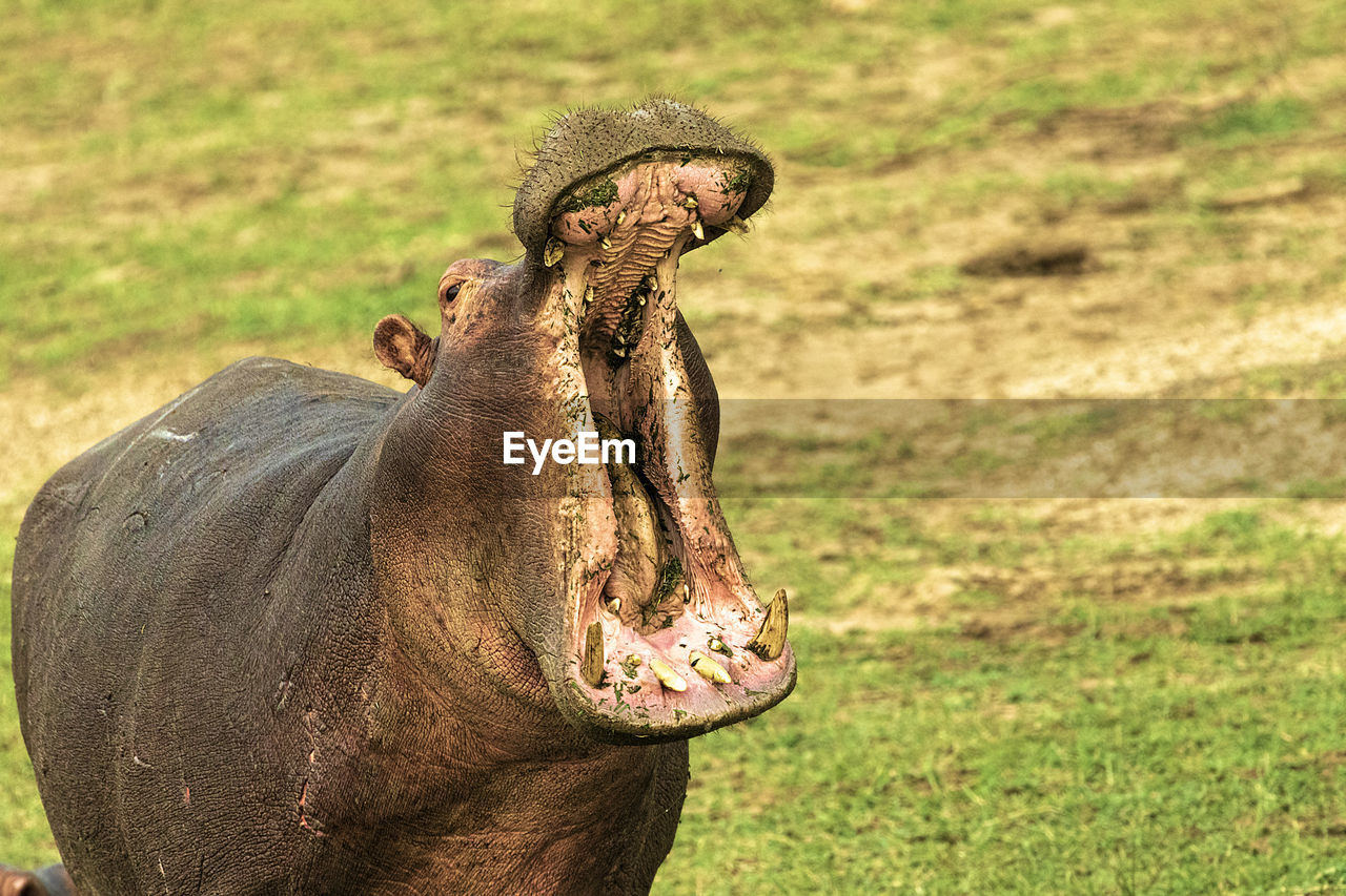 A hippopotamus with mouth wide open 