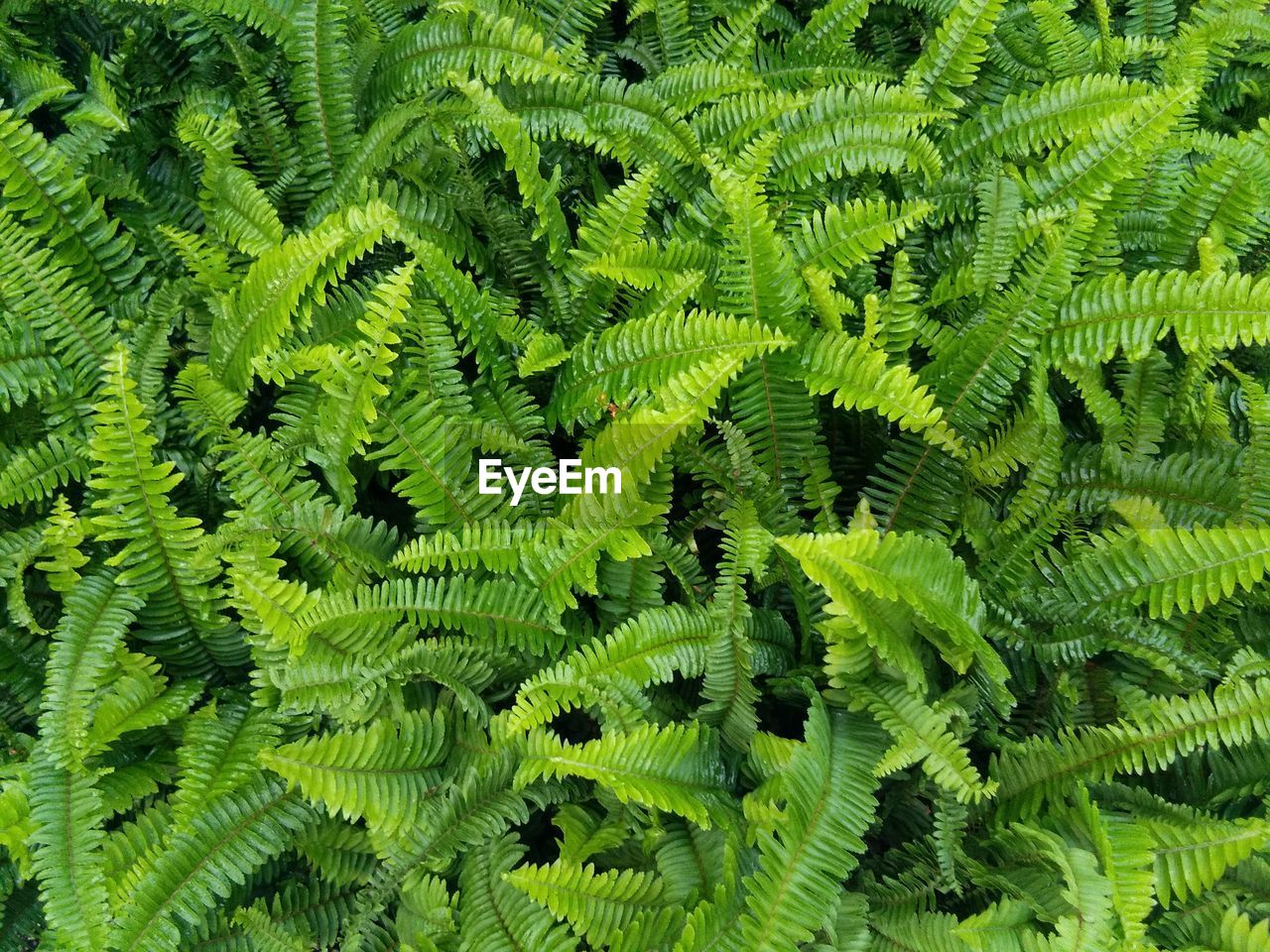 CLOSE-UP OF FERN LEAVES