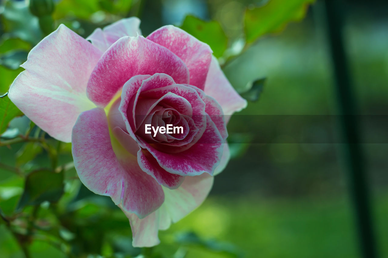 Close-up of pink rose