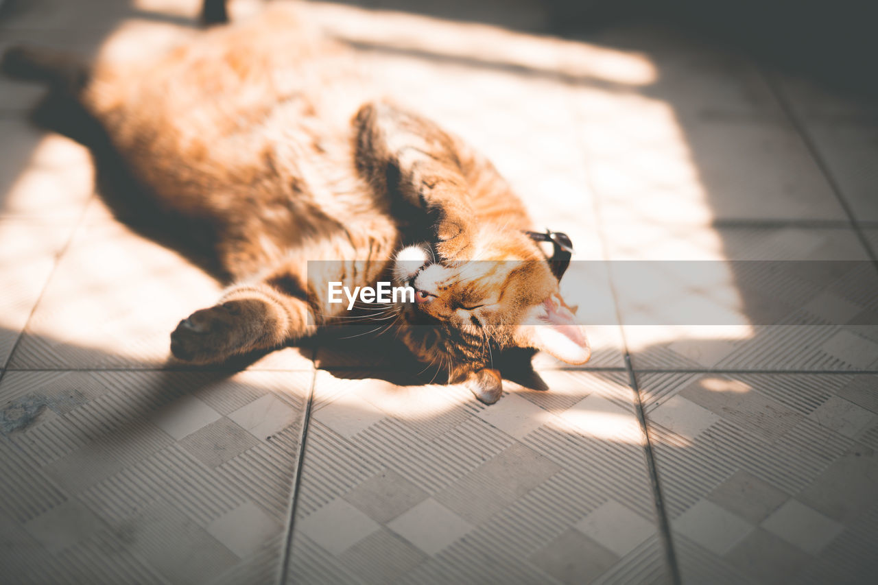 High angle view of cat lying on floor