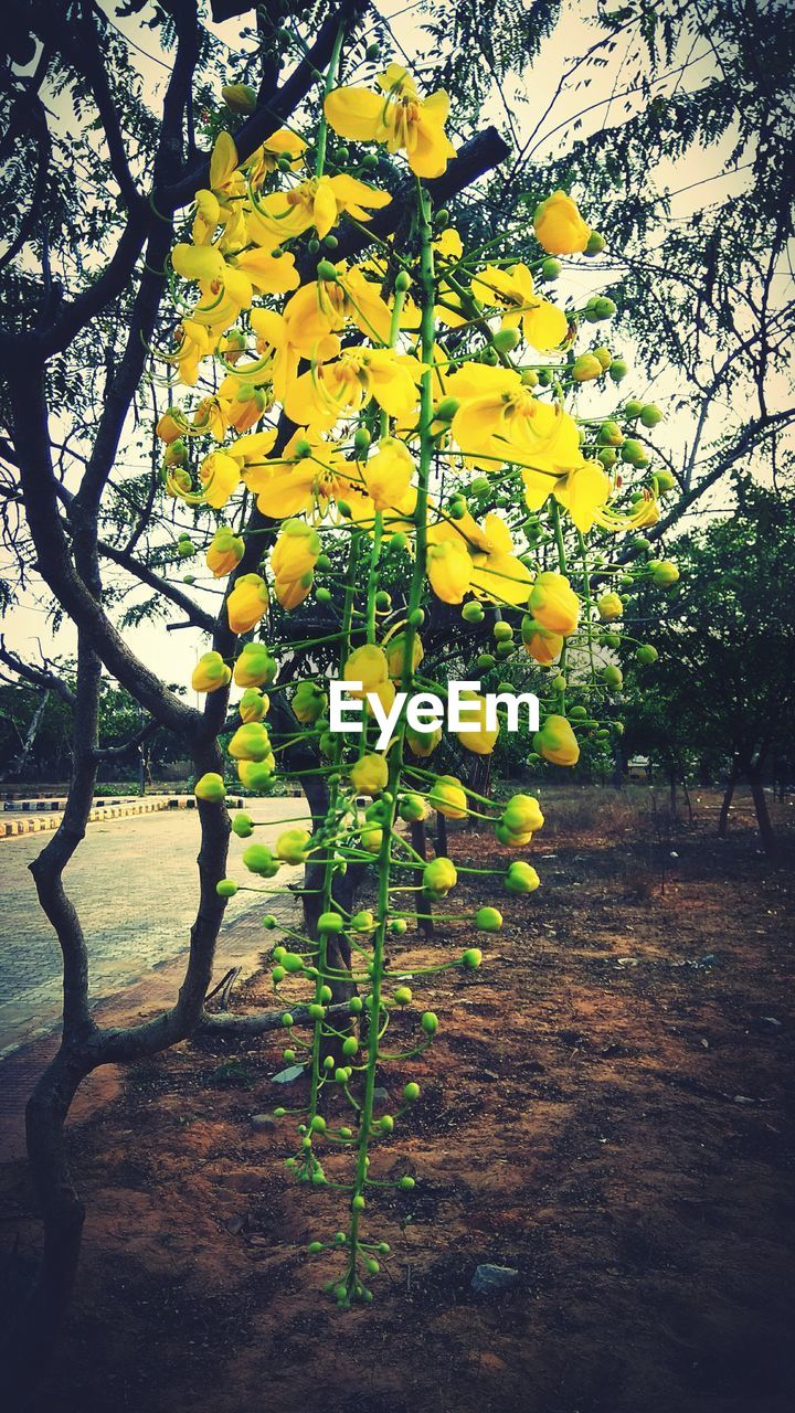 CLOSE-UP OF TREE IN YELLOW SUNLIGHT