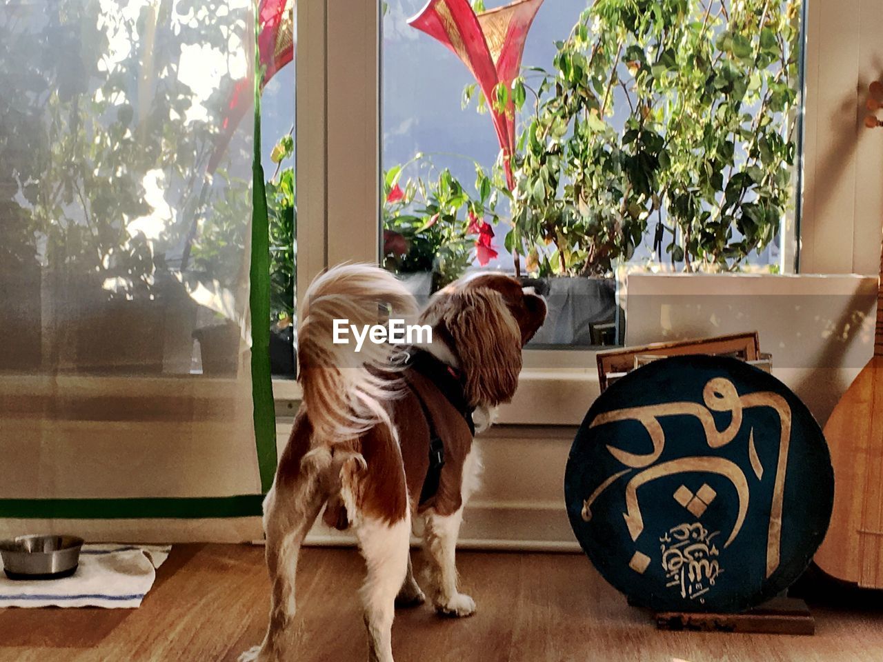 DOG BY WINDOW IN PARK