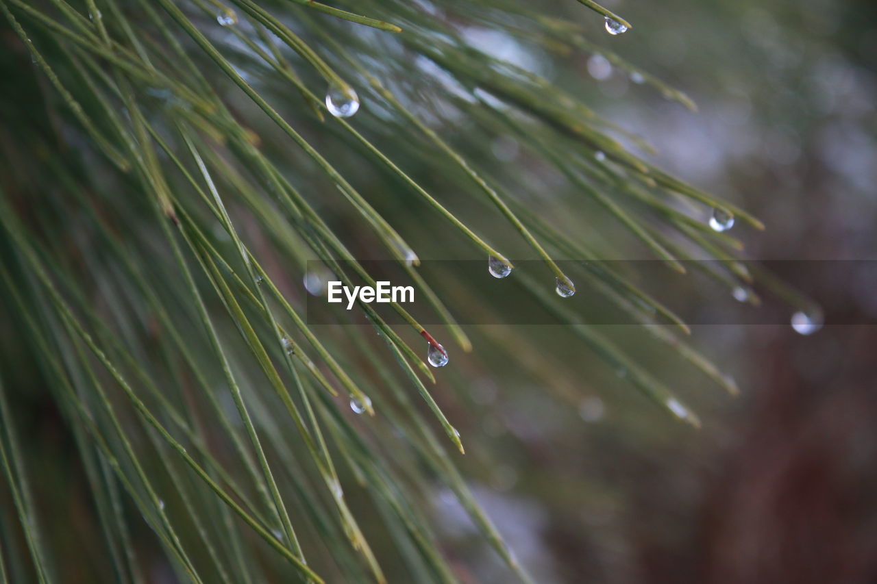 Close-up of wet plant